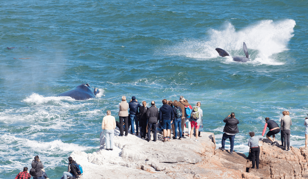 Hermanus-afrique-du-sud
