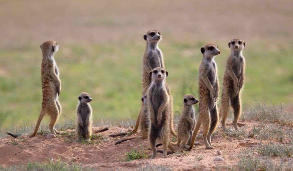 suricates
