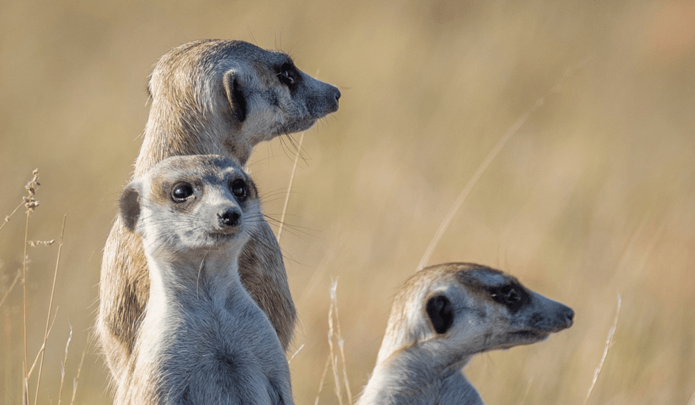 suricates