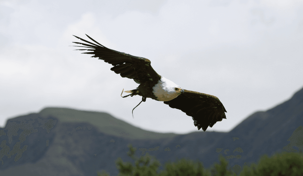 Drakensberg-aigle