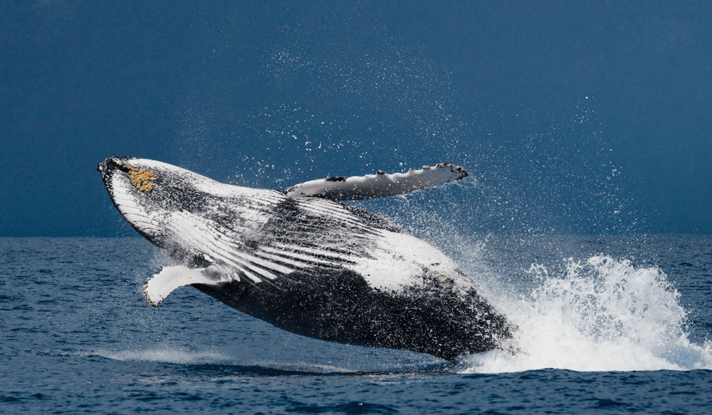 Baleine à bosse