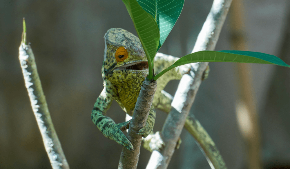 Caméléon