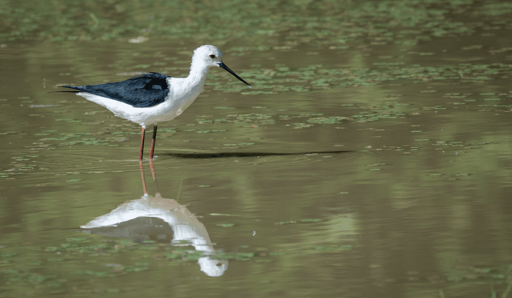 bird images (2)