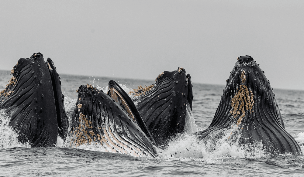 À quelle saison observer les baleines en Afrique ?