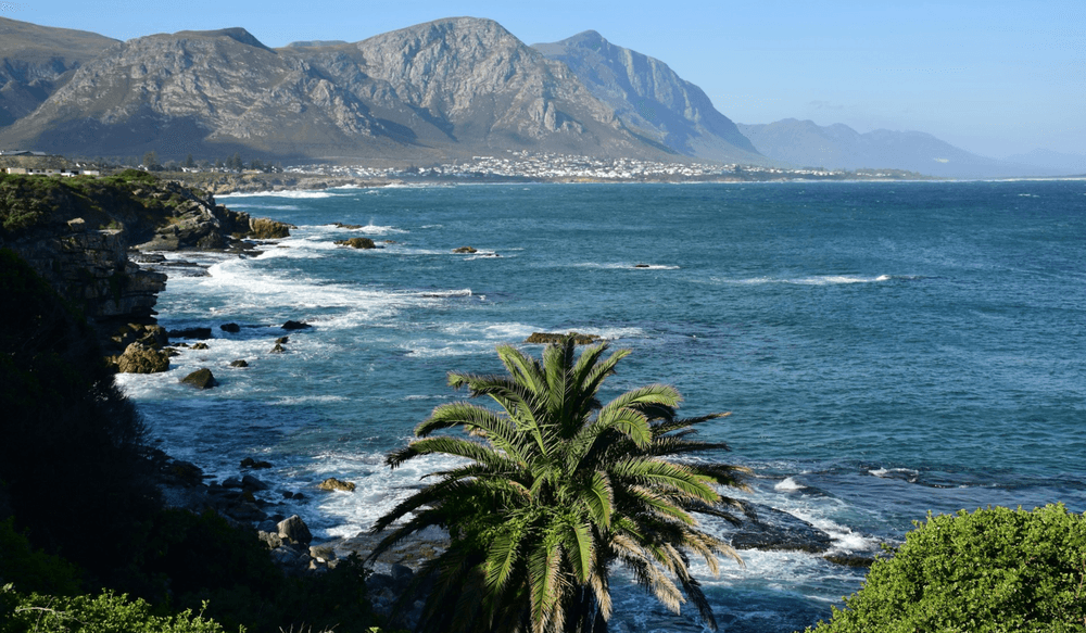 Observer les baleines en Afrique du Sud