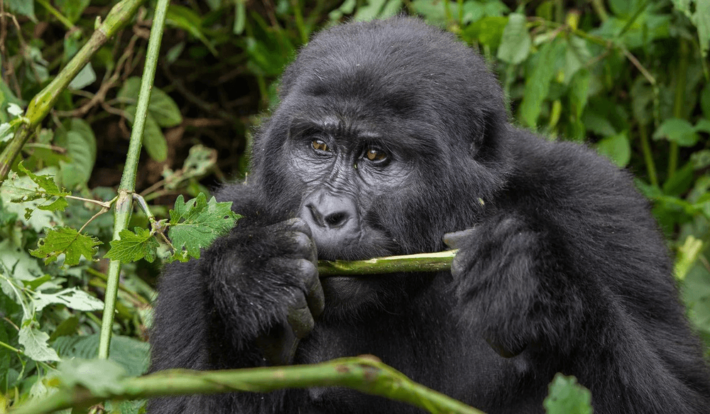 Où rencontrer les gorilles et chimpanzés en Ouganda