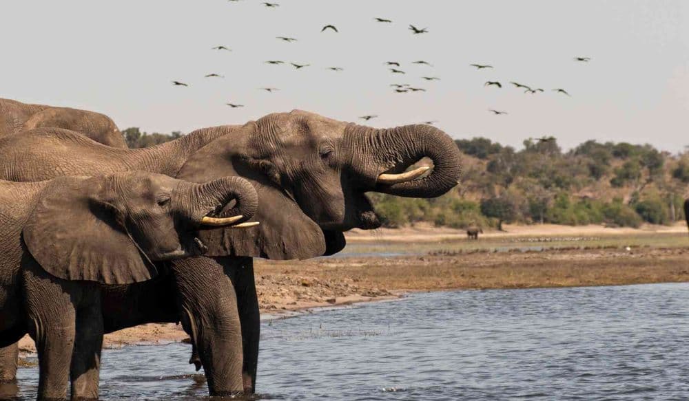voyage_au_botswana