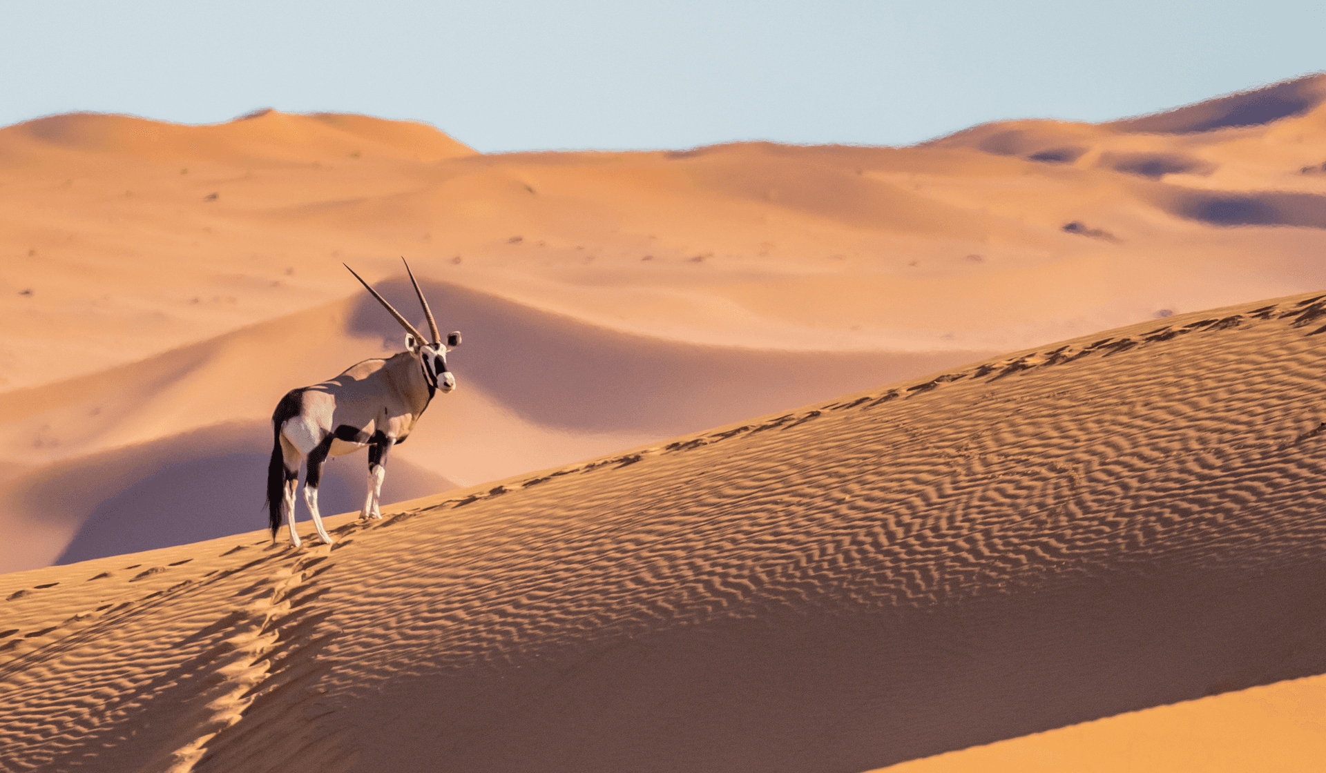 Pourquoi voyager en Namibie à la saison sèche ?