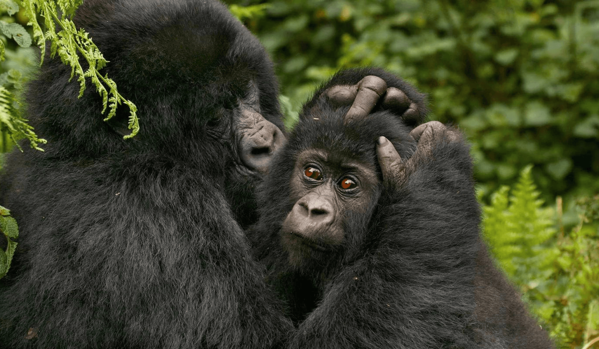 Gorilles et chimpanzés en Ouganda