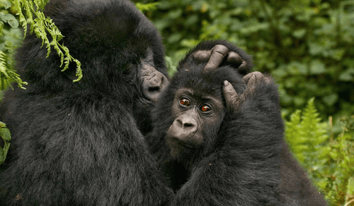 Gorilles et chimpanzés en Ouganda