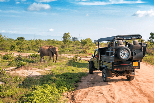 Kruger ou Botswana : où partir pour un safari inoubliable ?