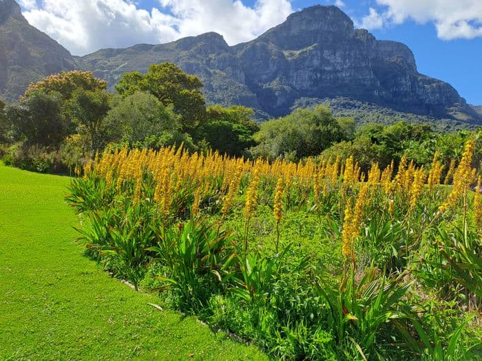 csaf winelands franschhoek