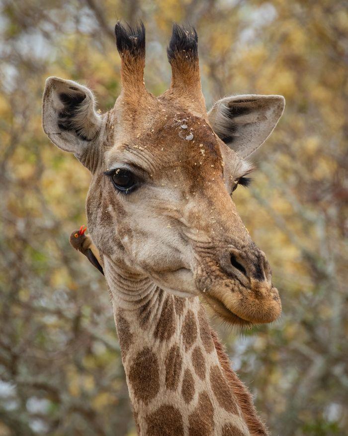 La girafe : l'un des animaux les plus impressionnants d'Afrique