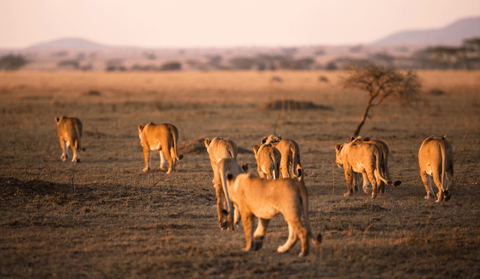 Serengeti