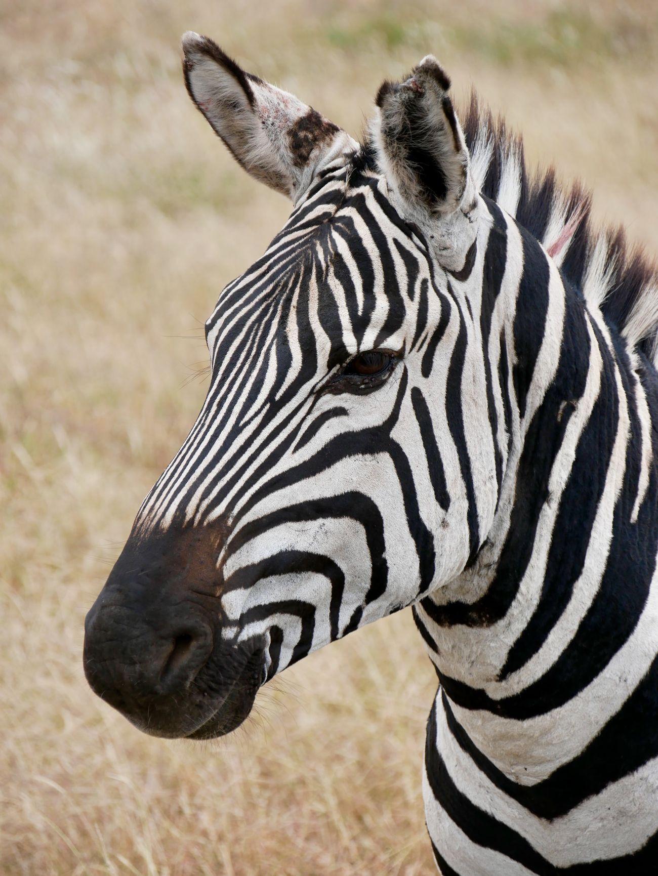 Zebra Africa