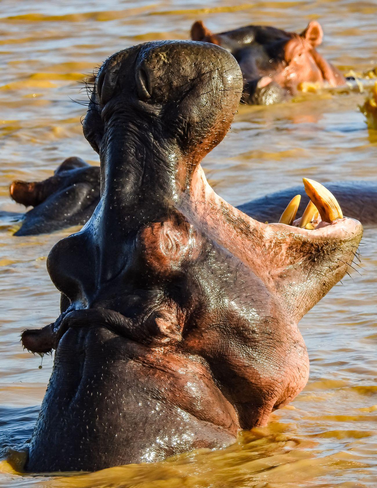 Hippos in St Lucia Lake 
