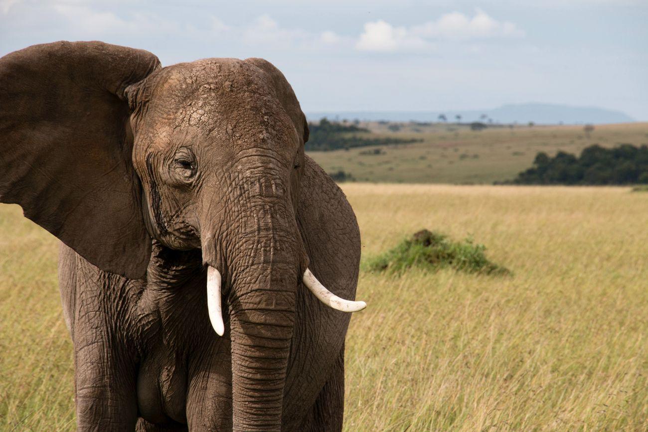 Maasai Mara Elephant