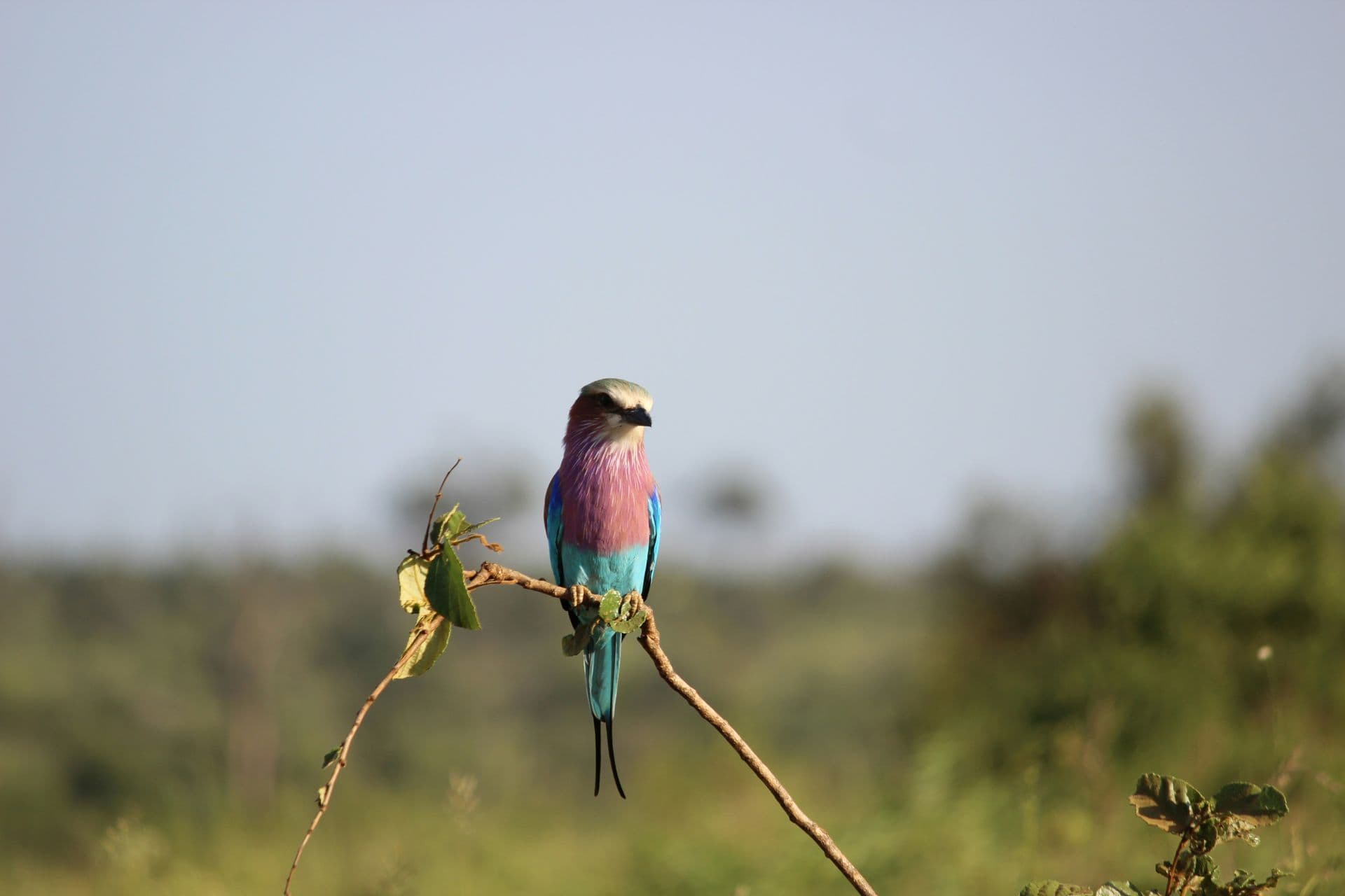 lilac-breasted roller