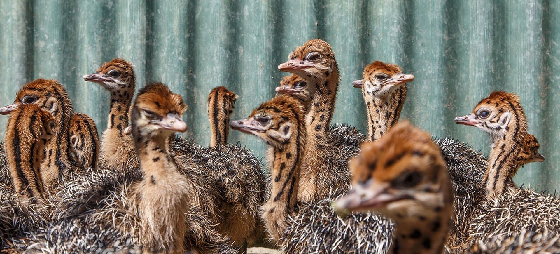ostrich babies highgate oudtshoorn