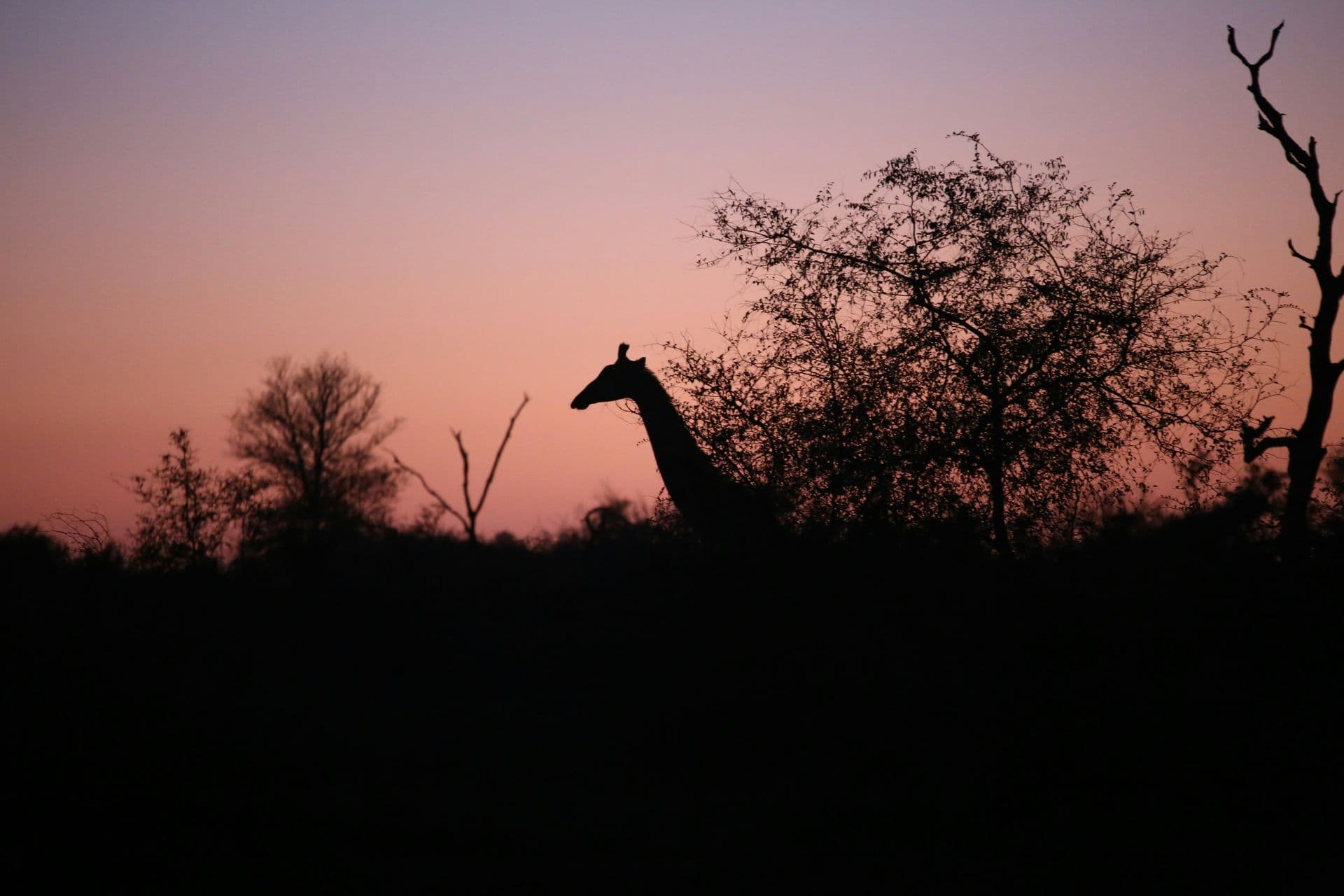 night safari giraffe