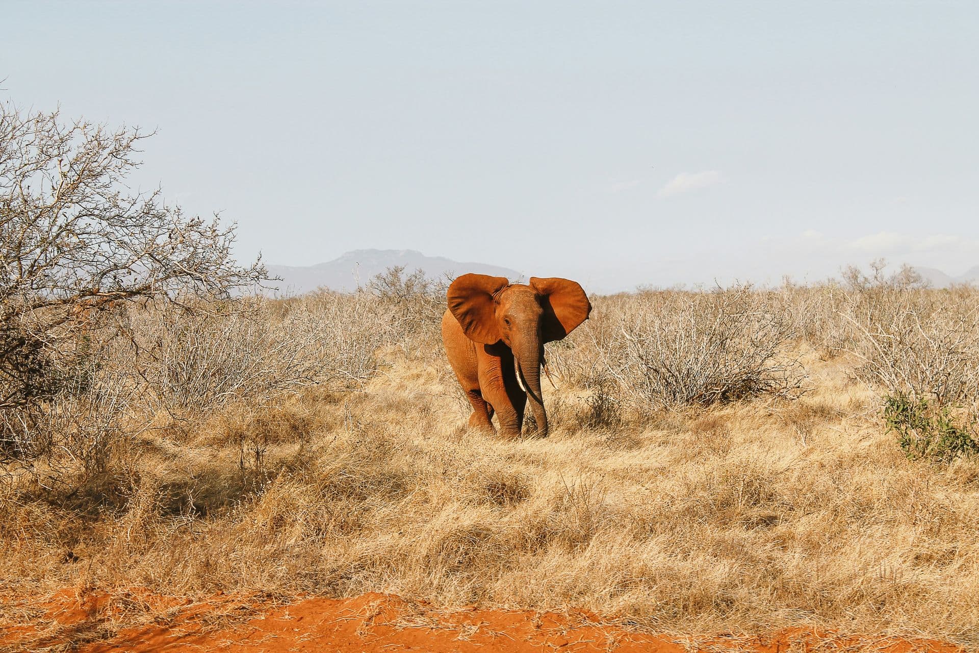 tsavo west safari red elephant