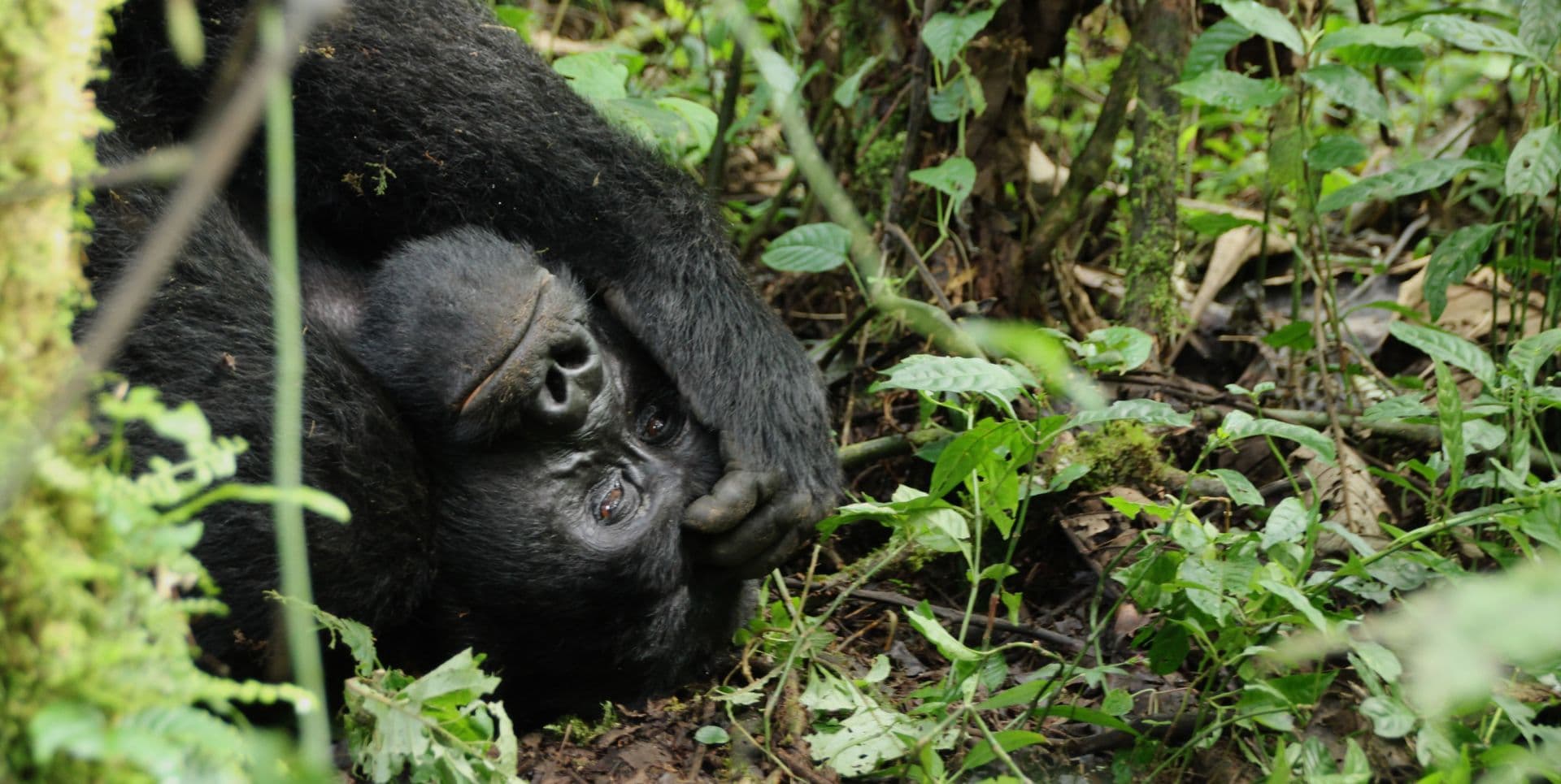 bwindi gorilla