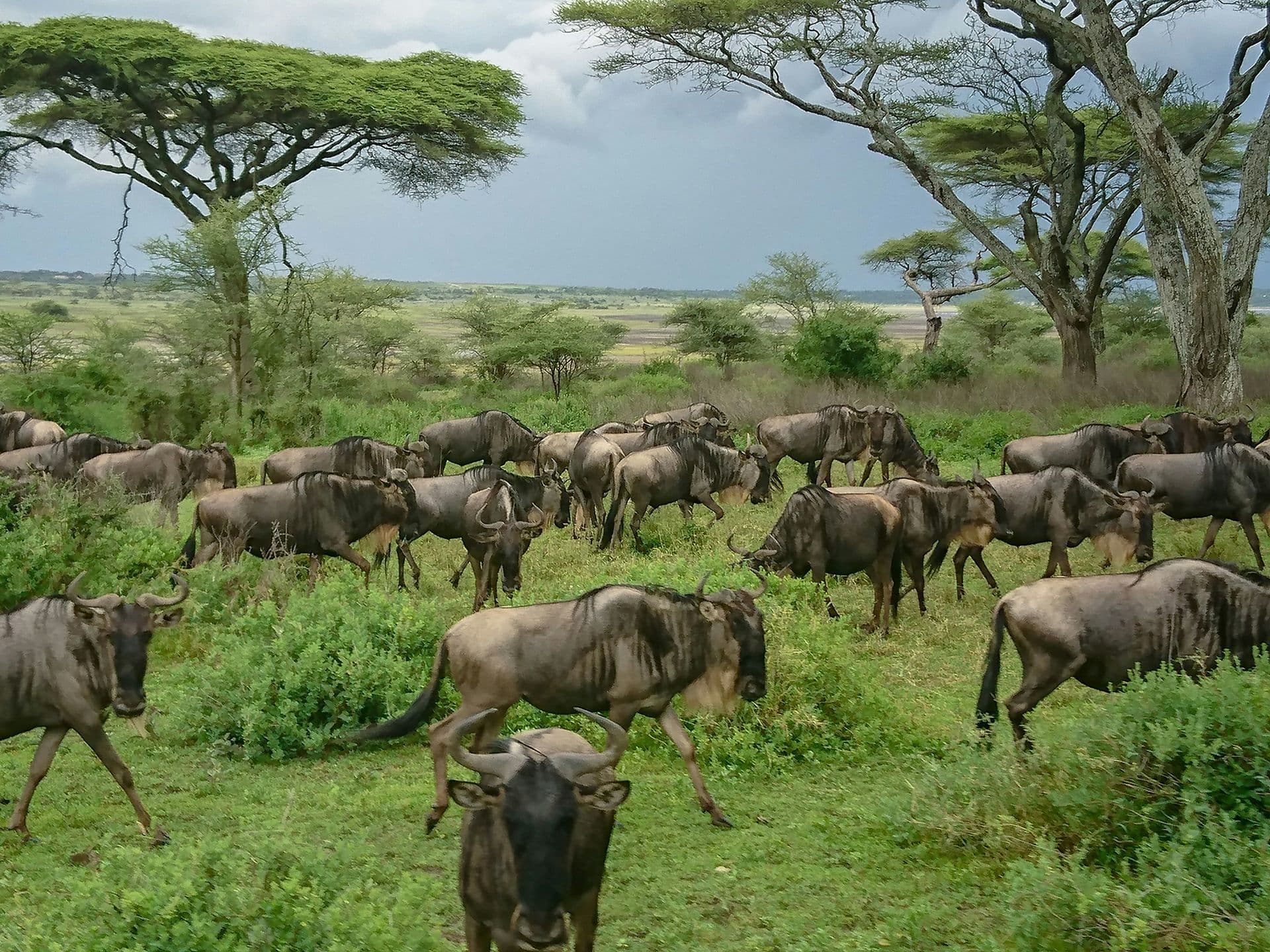 ndutu safari serengeti tanzania