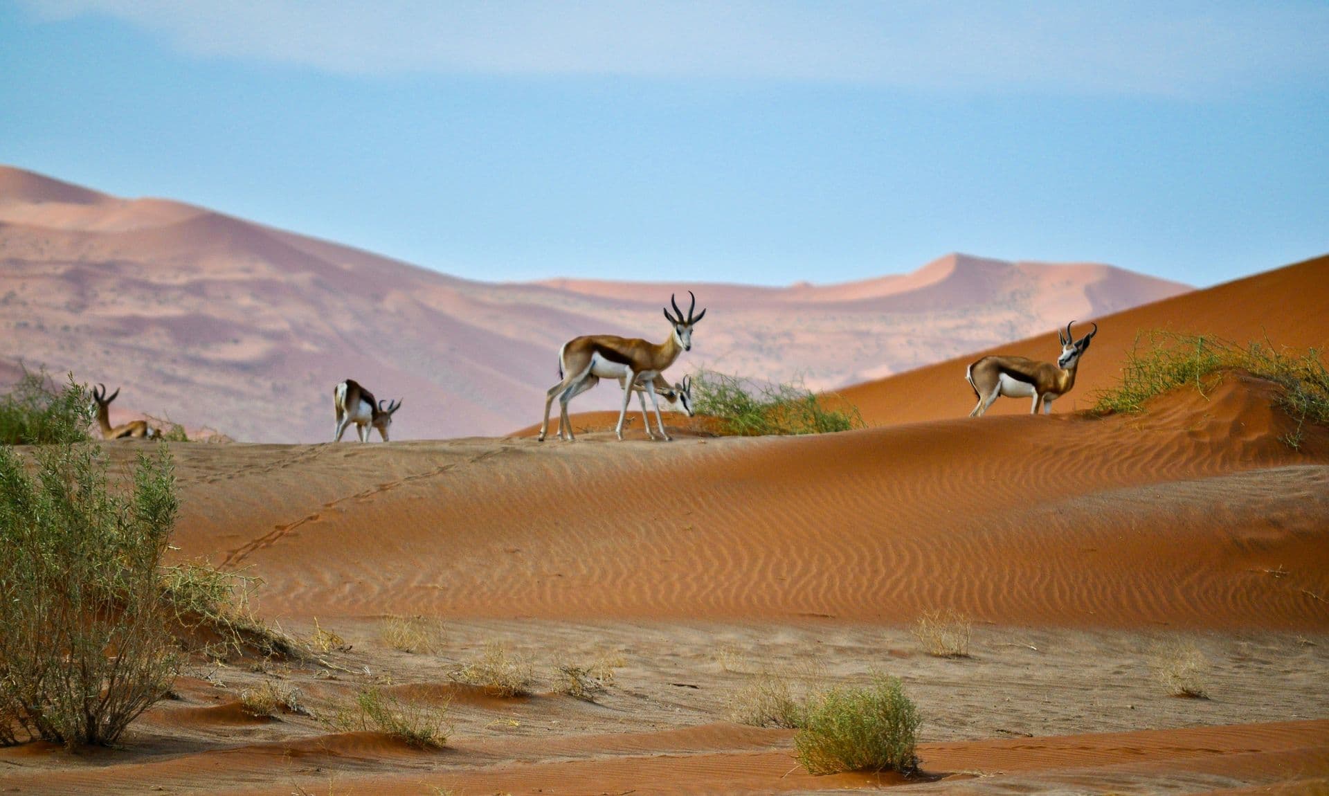 namibia header photo springbock desert namib desert