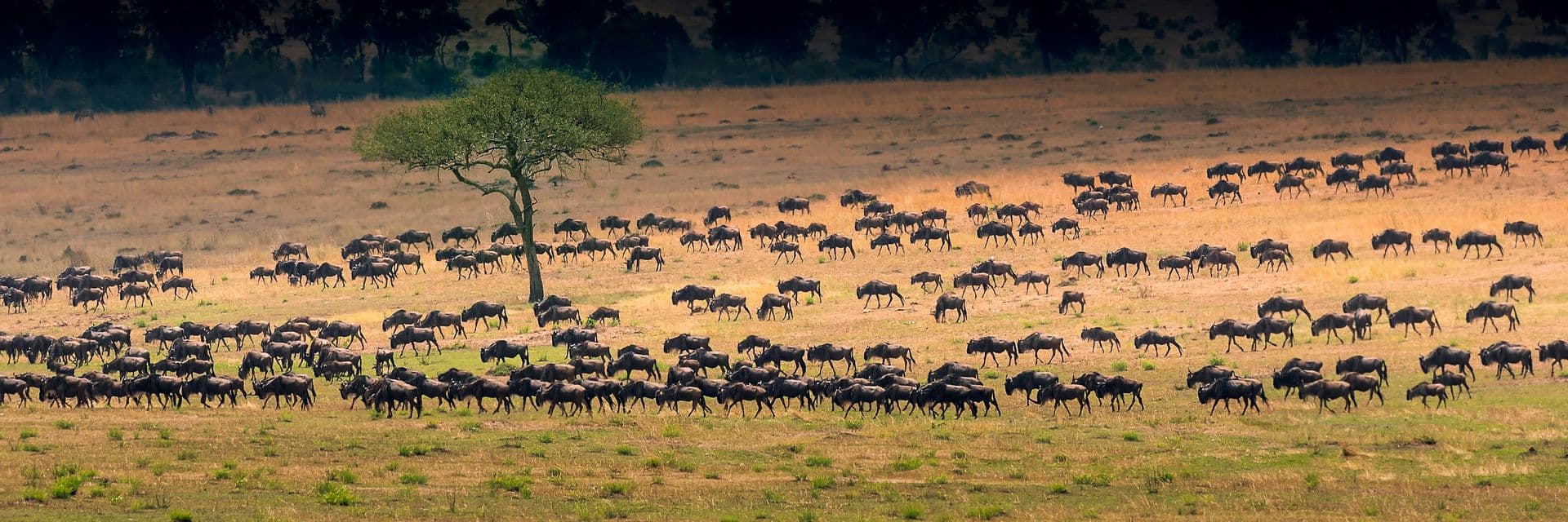 kenya tanzania xktz 7 safari