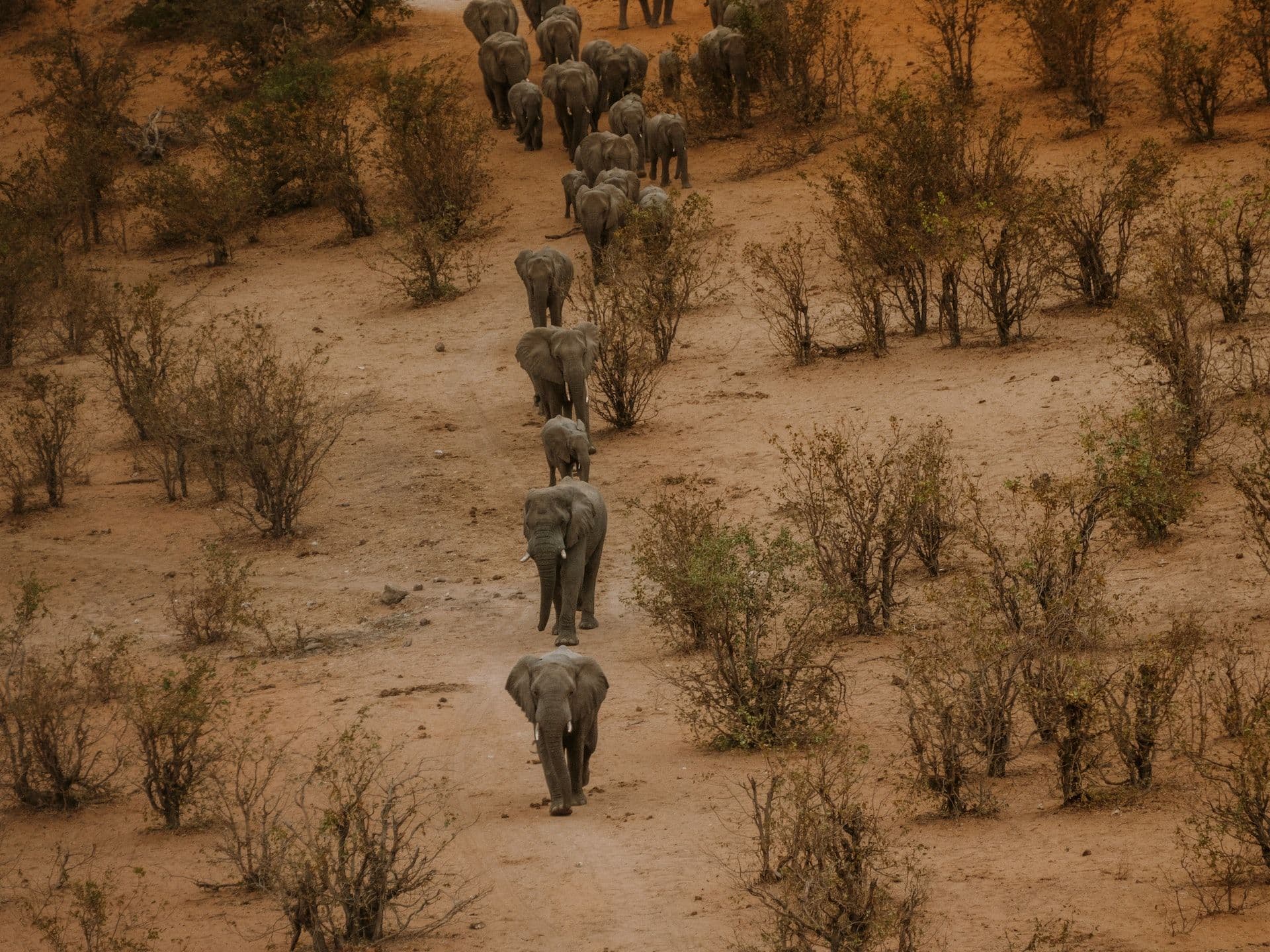 Elephants on the move