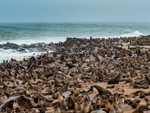 Cape Cross Seal Colony