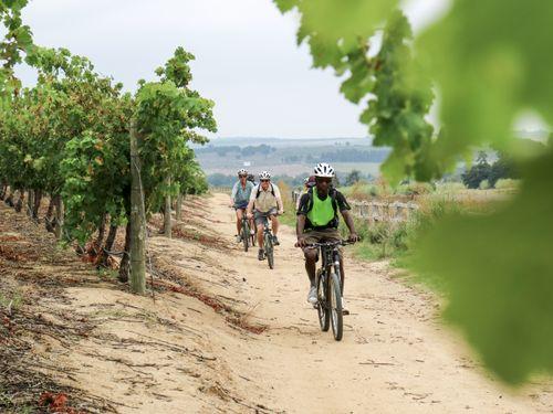 Cape Winelands Bikes 'n Wines Tours