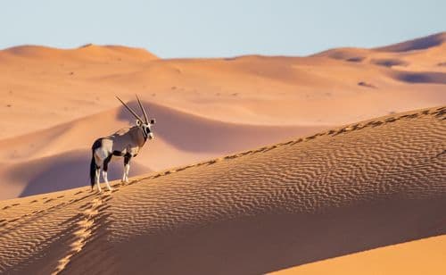 Namib Naukluft Sesriem Namibia Gemsbok