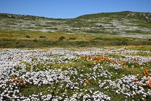 West Coast National Park South Africa