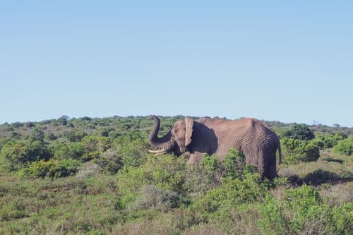 Elephant Amakhala Game Reserve