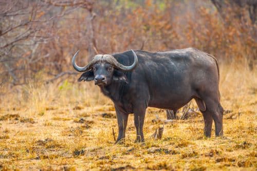 Mahango National Park