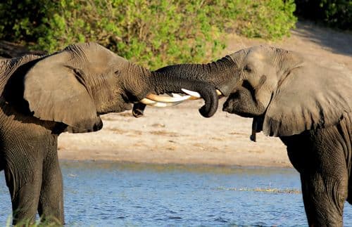 Chobe River Elephants