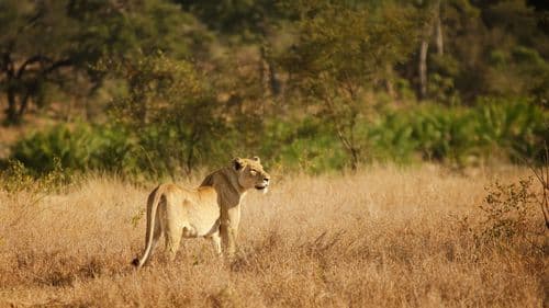 Lion Kruger south africa