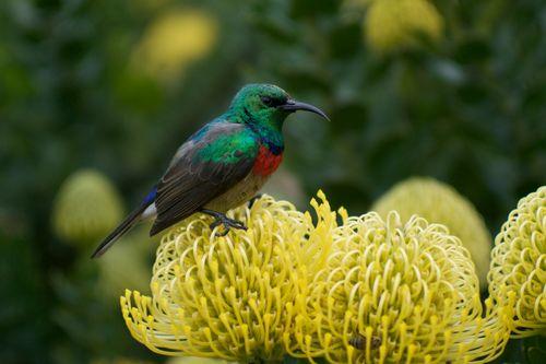 Sunbird Protea