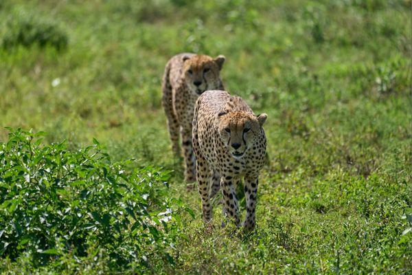 Serengeti cheerah
