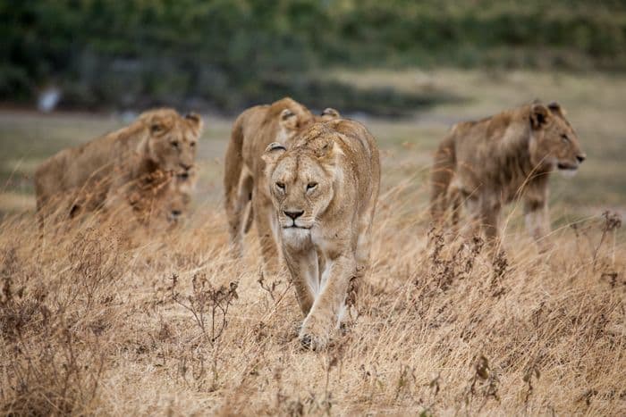 Serengeti Tanzania