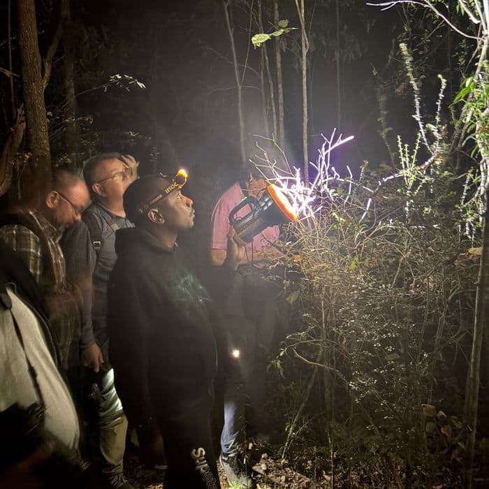 xmad 85081 madagascar kirindy night safari