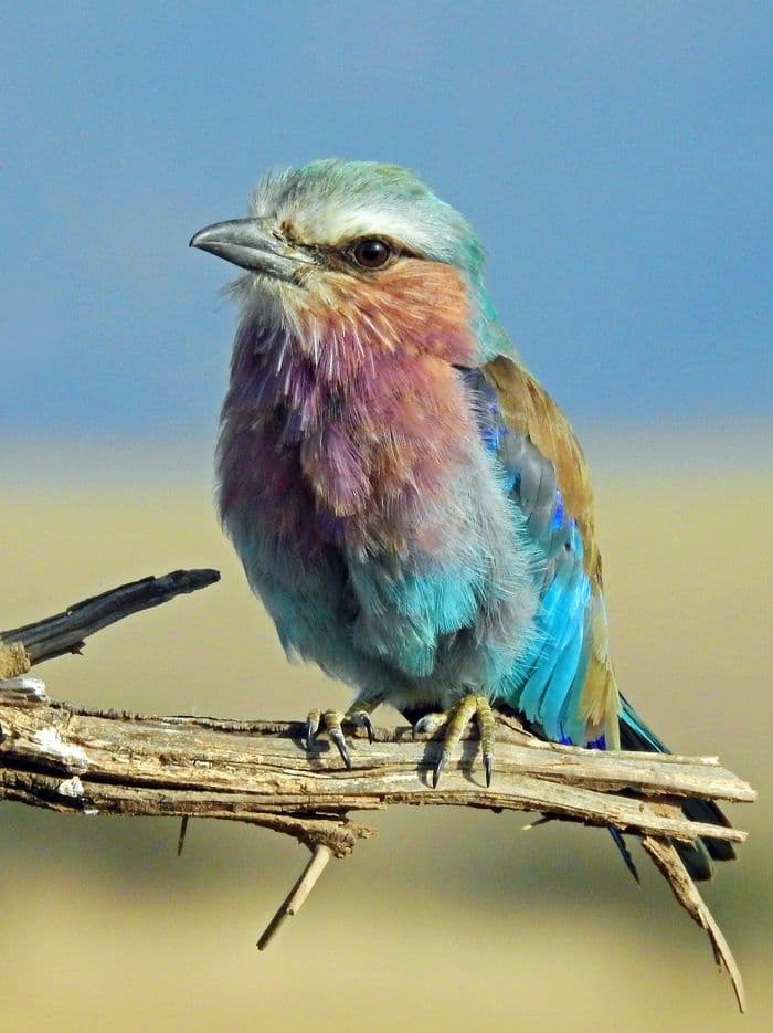 lilac-breasted roller 1