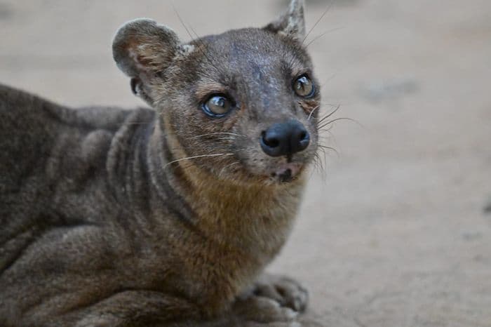xmad 85081 Madagascar fossa kirindy