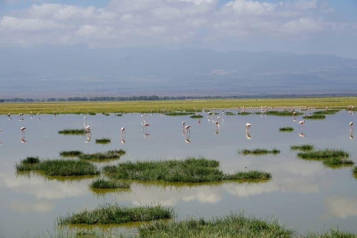 amboseli national park flamingo