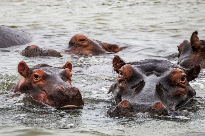hippos st lucia isimangaliso