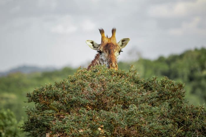 arusha national park giraffe
