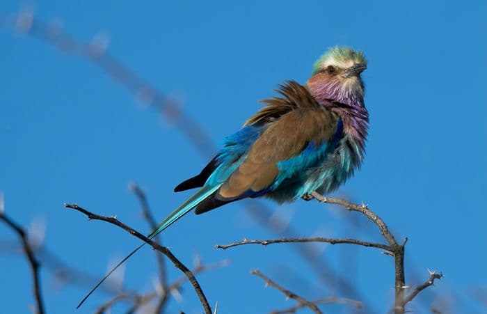 lilac-breasted roller 2