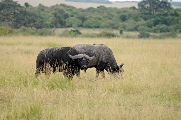 African buffalo