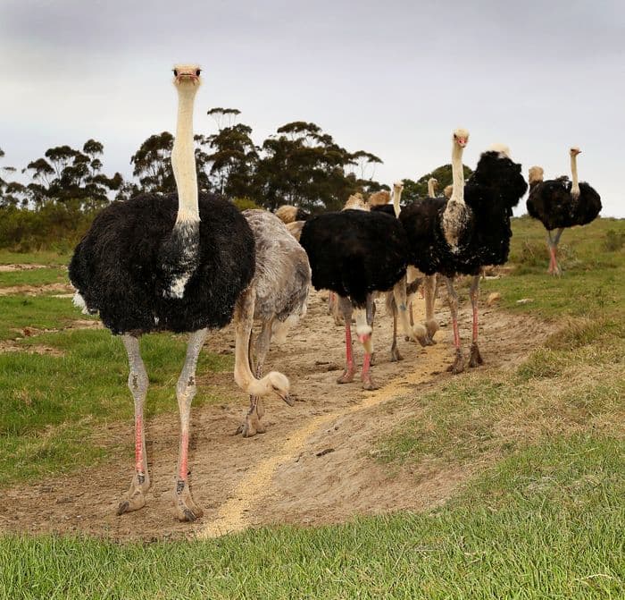 Ostrich, Farm Tour Skeiding